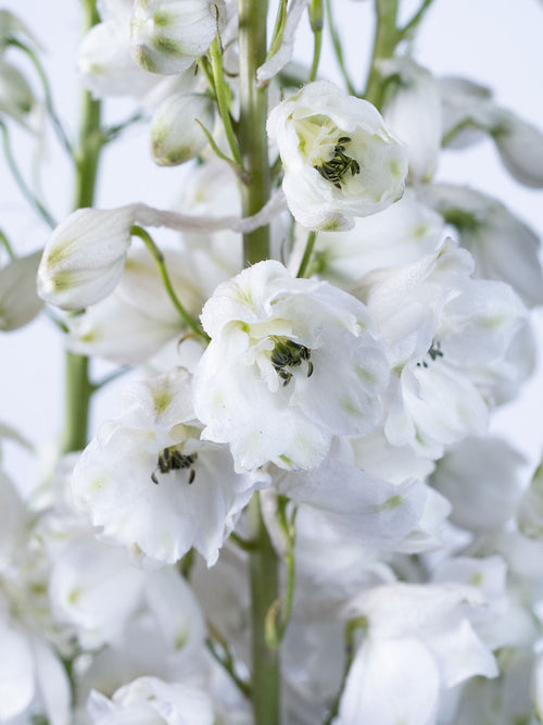 Delphinium Highlander Flamenco