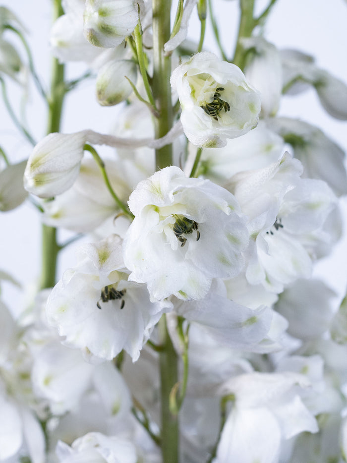 Delphinium Highlander Flamenco — alternate