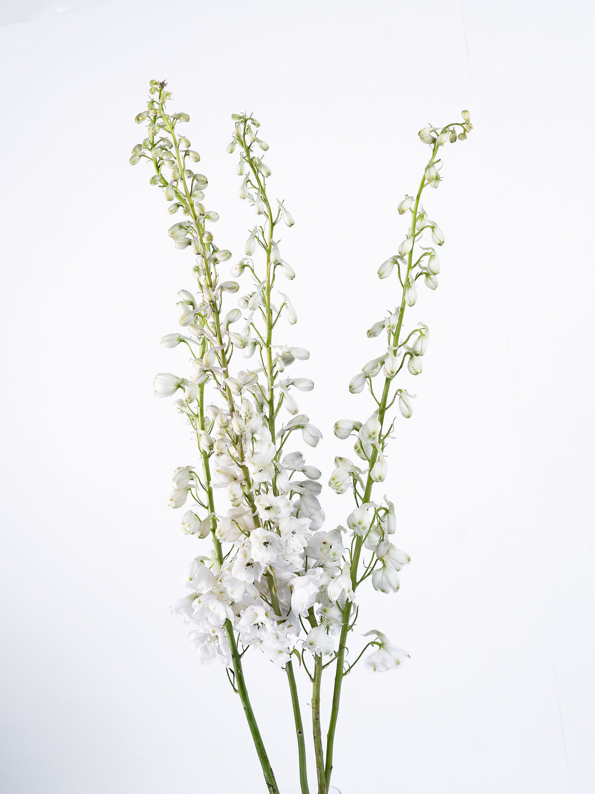 Delphinium Highlander Flamenco