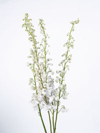 Delphinium Highlander Flamenco