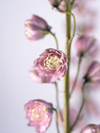 Delphinium Highlander Flamenco