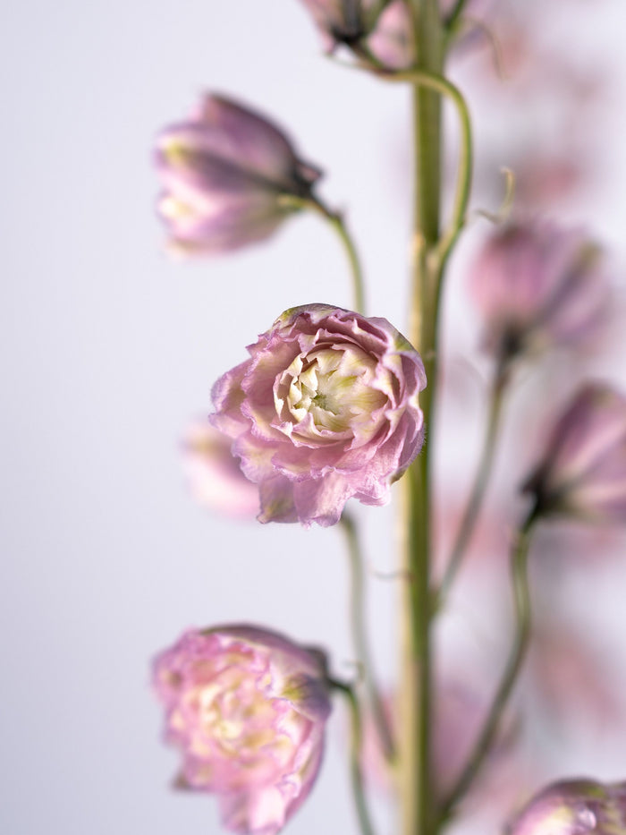Delphinium Highlander Flamenco — alternate