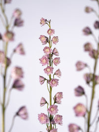 Delphinium Highlander Flamenco