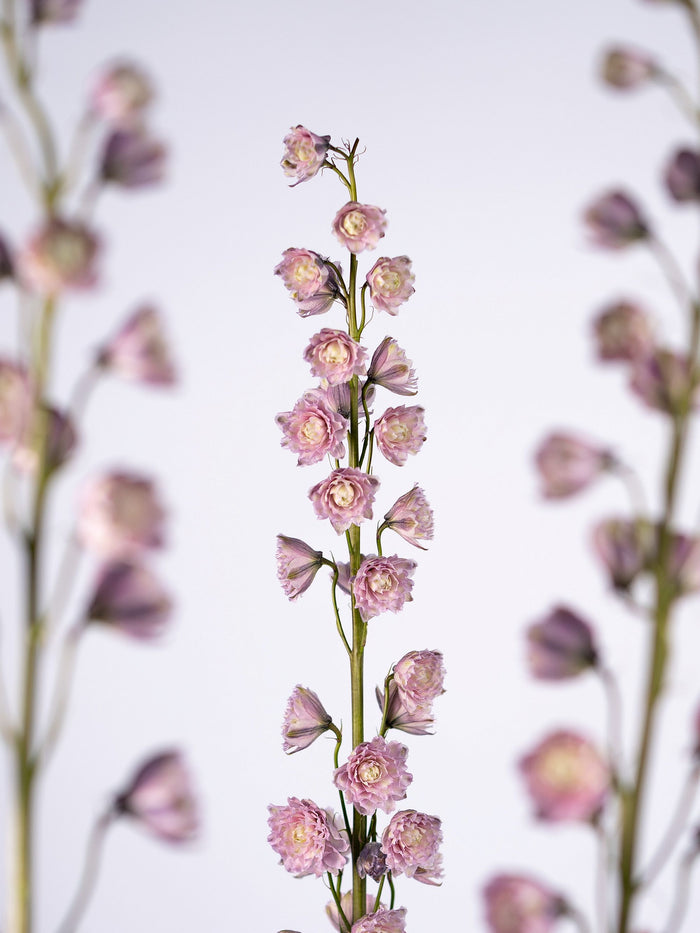 Delphinium Highlander Flamenco