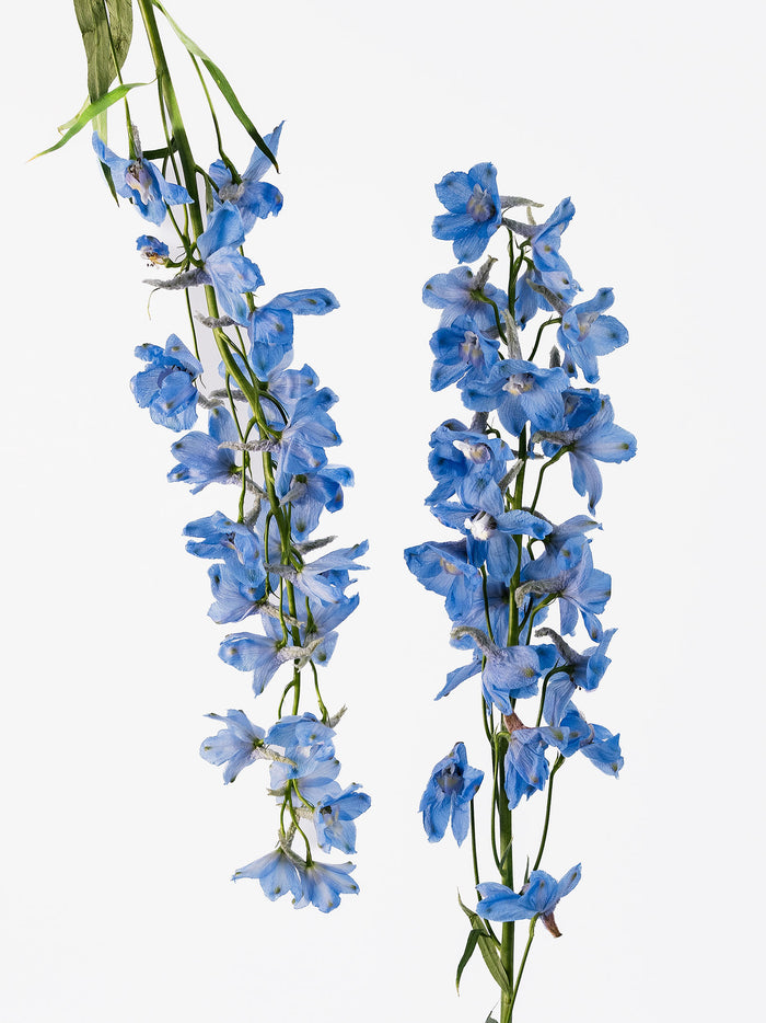 Delphinium Light Blue — alternate