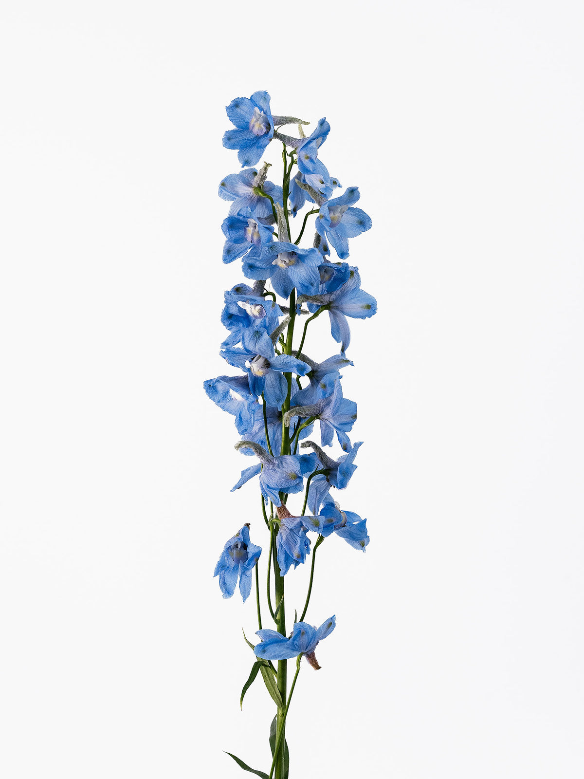 Delphinium Light Blue