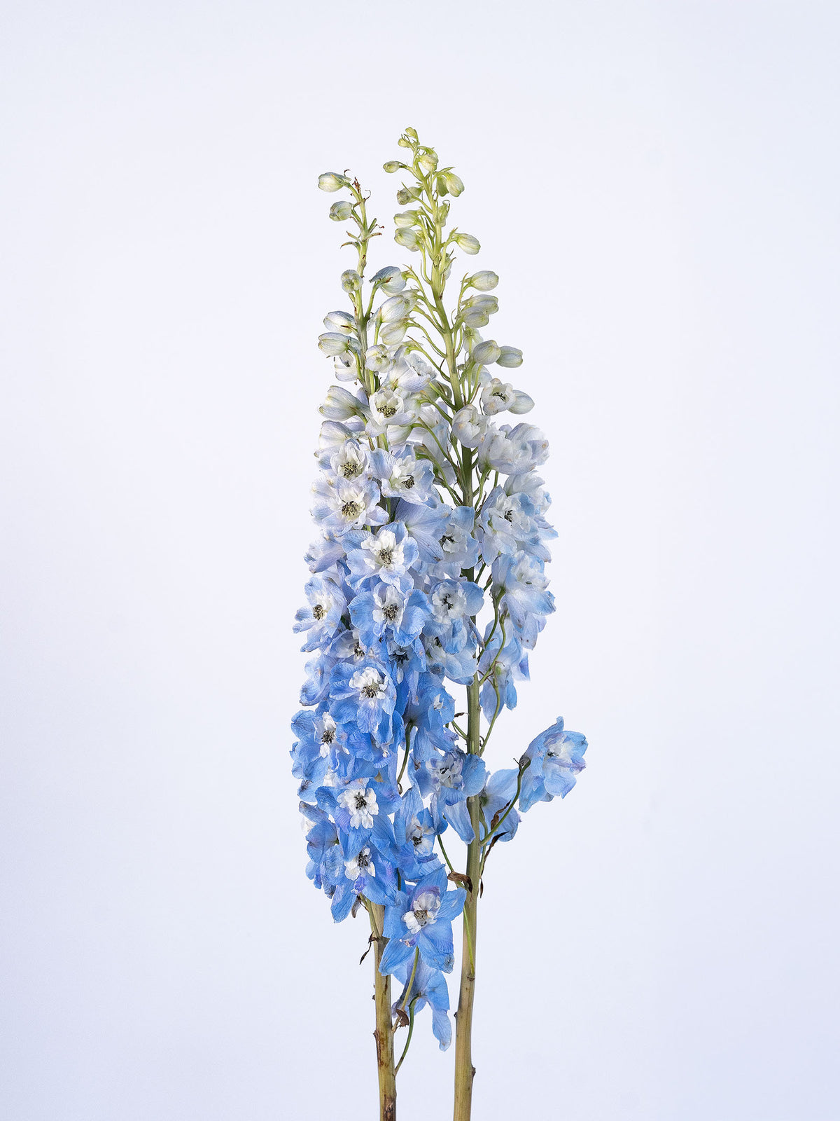 Delphinium Sky Waltz