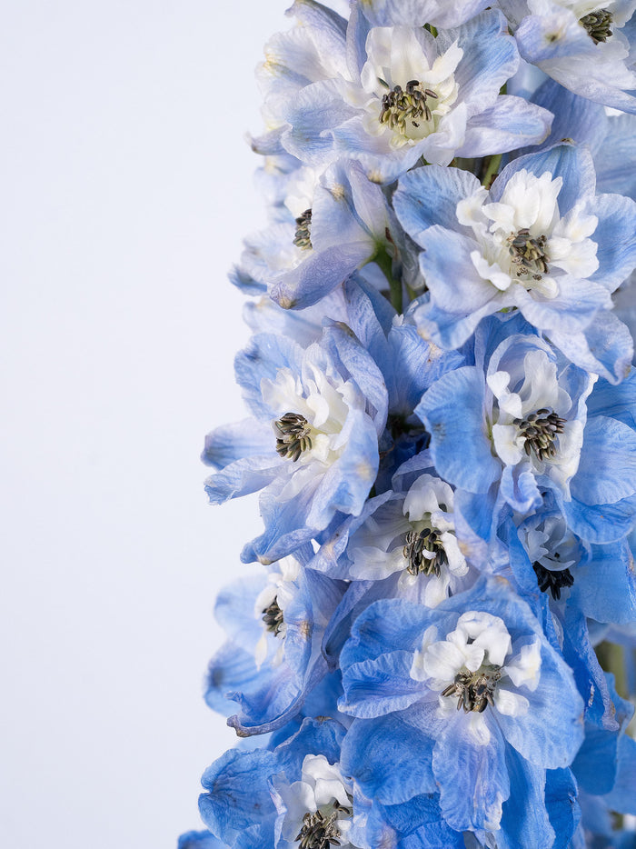 Delphinium Sky Waltz