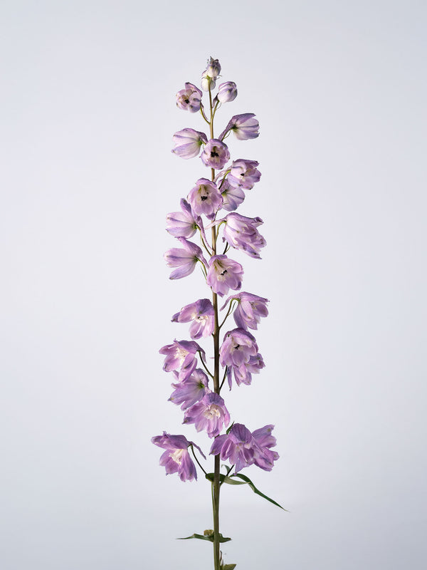 Delphinium Soft Purple
