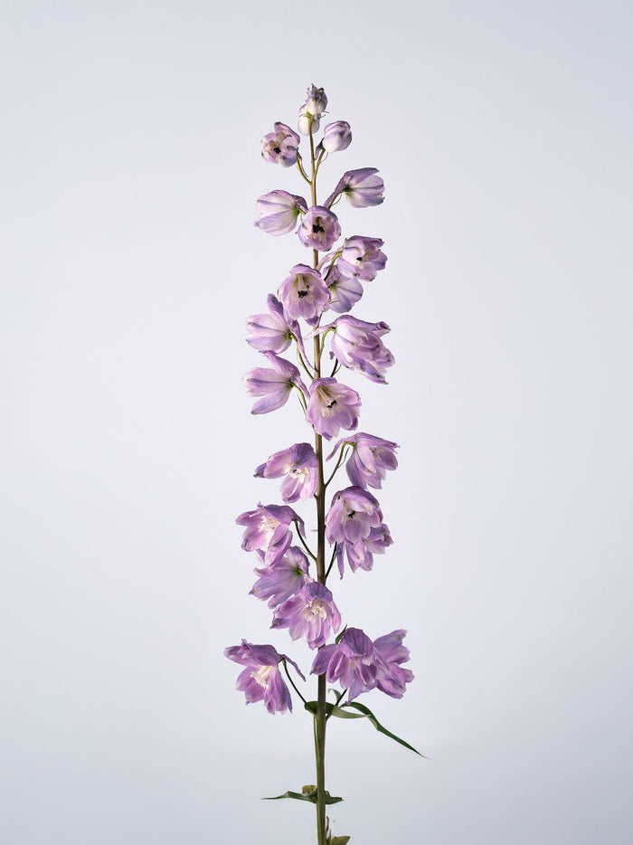 Delphinium Soft Purple