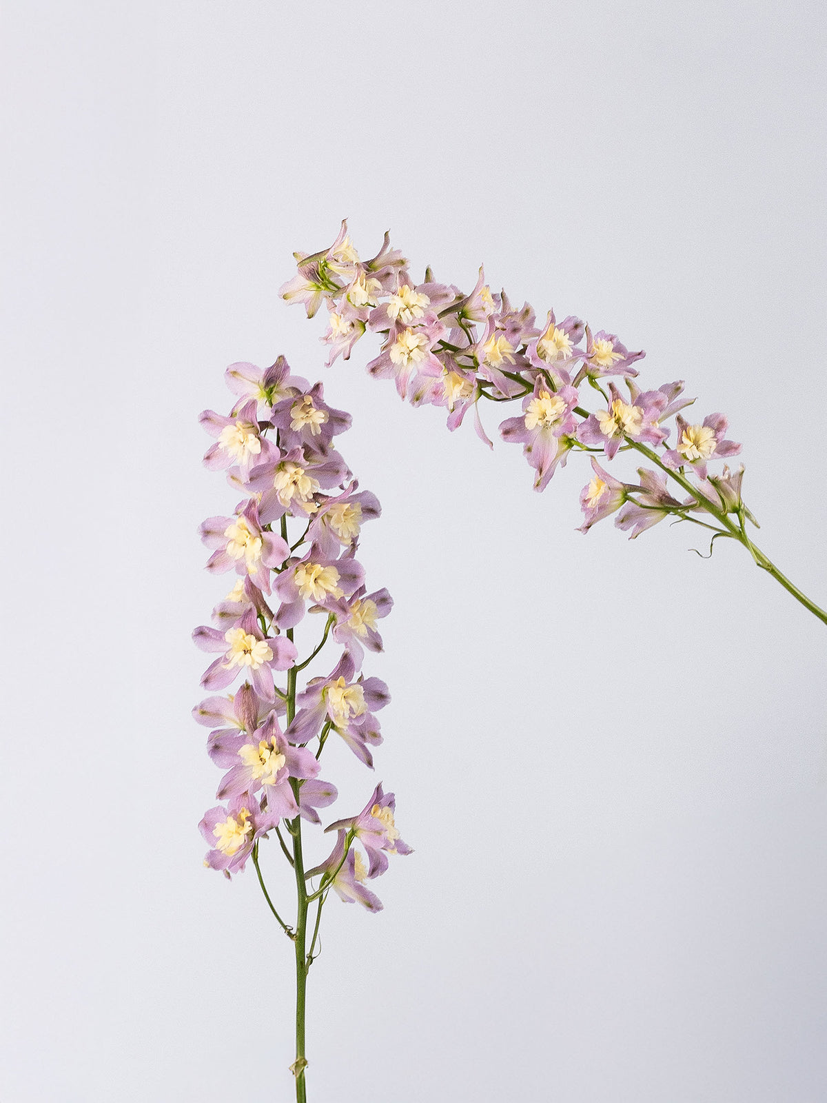 Delphinium Trick Grape