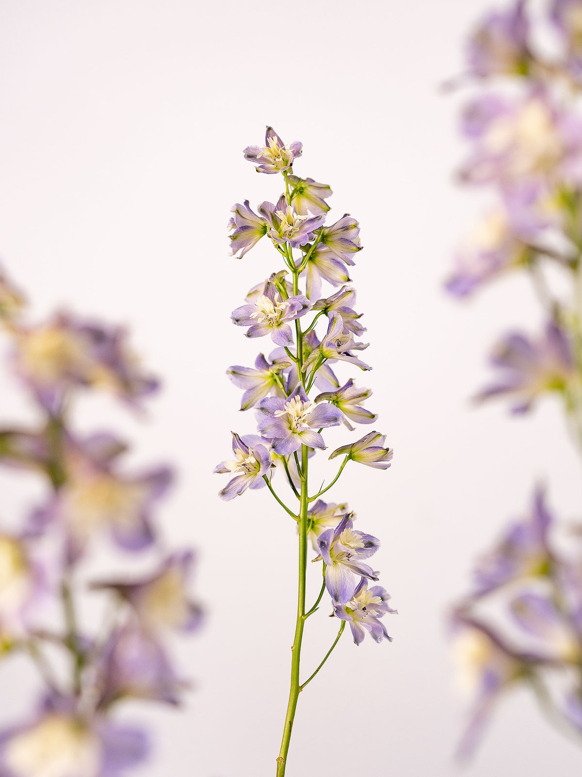 Delphinium Trick Ks Lavender