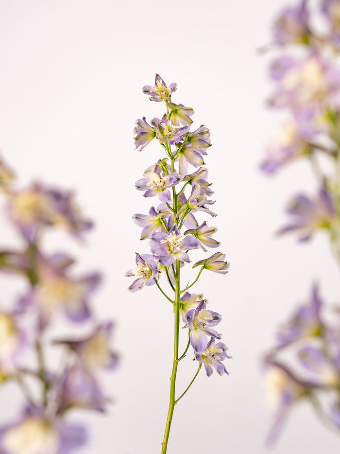 Delphinium Trick Ks Lavender