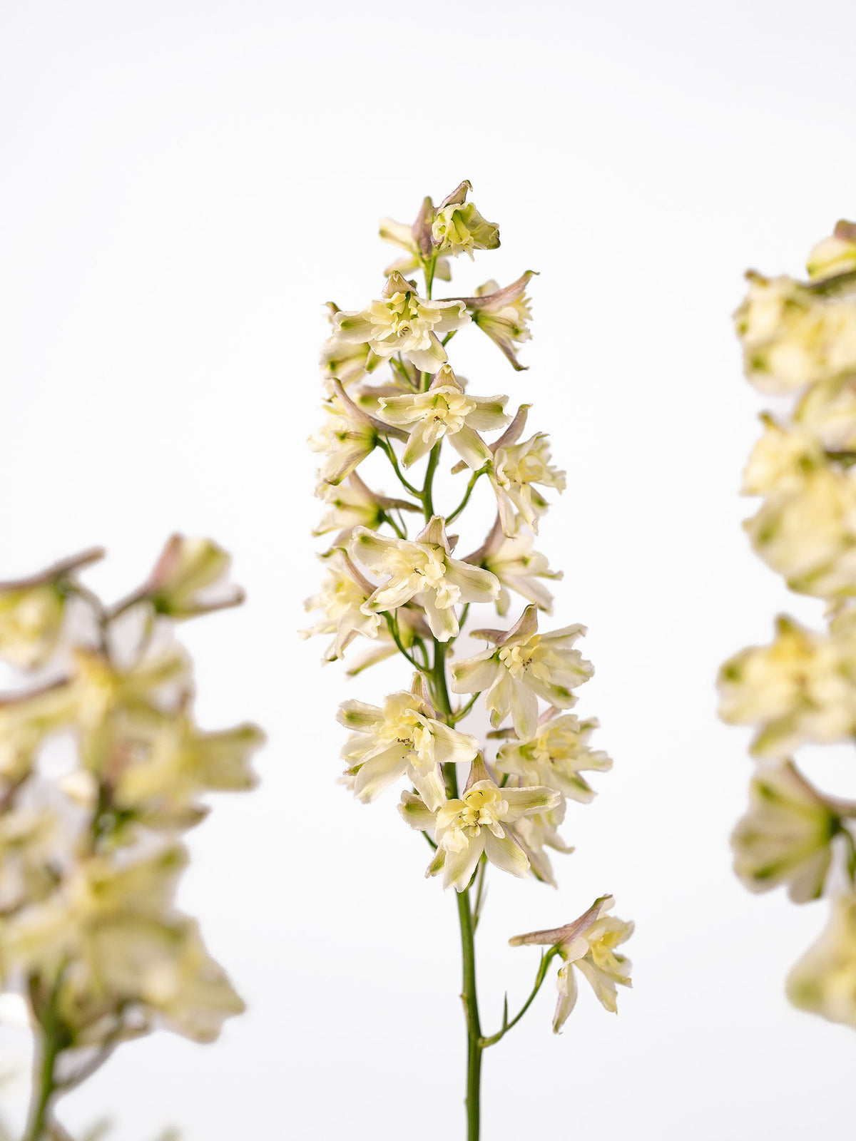Delphinium Trick Light Yellow