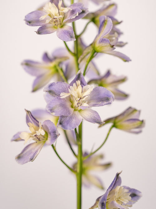Delphinium Trick Ks Lavender
