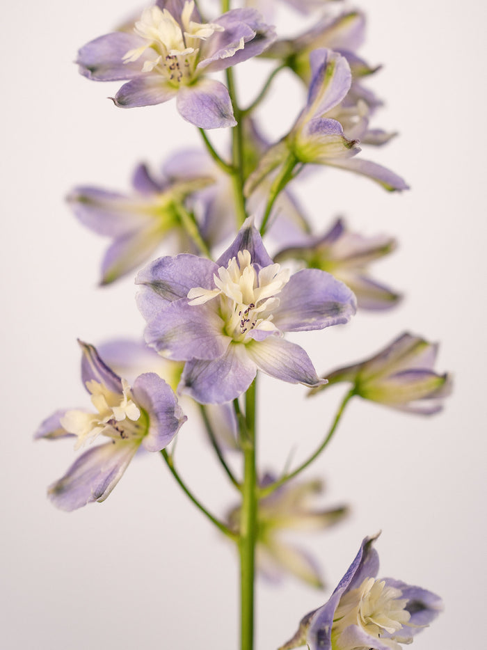 Delphinium Trick Ks Lavender — alternate