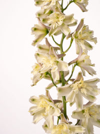 Delphinium Trick Light Yellow