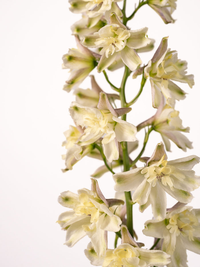 Delphinium Trick Light Yellow — alternate