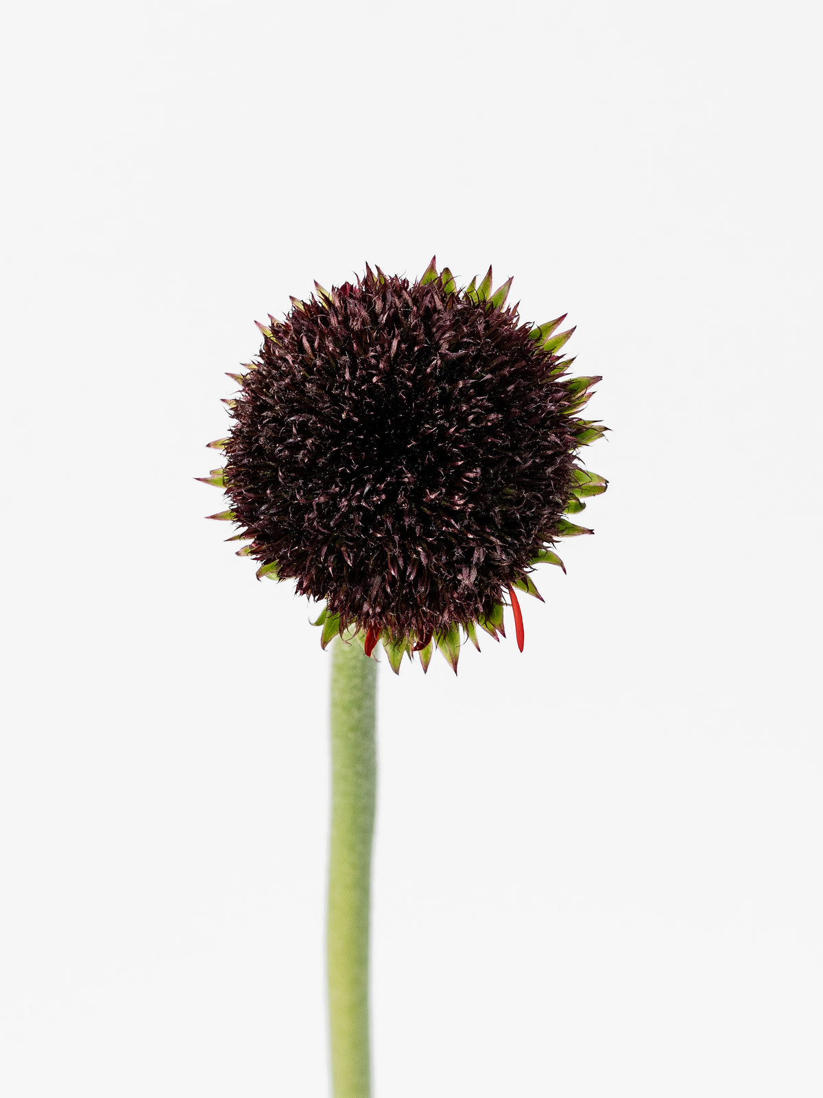 Mini Gerbera Marimo Dark