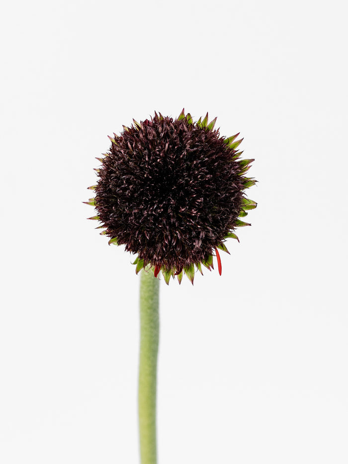 Mini Gerbera Marimo Dark — alternate