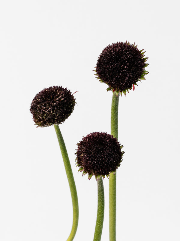 Mini Gerbera Marimo Dark