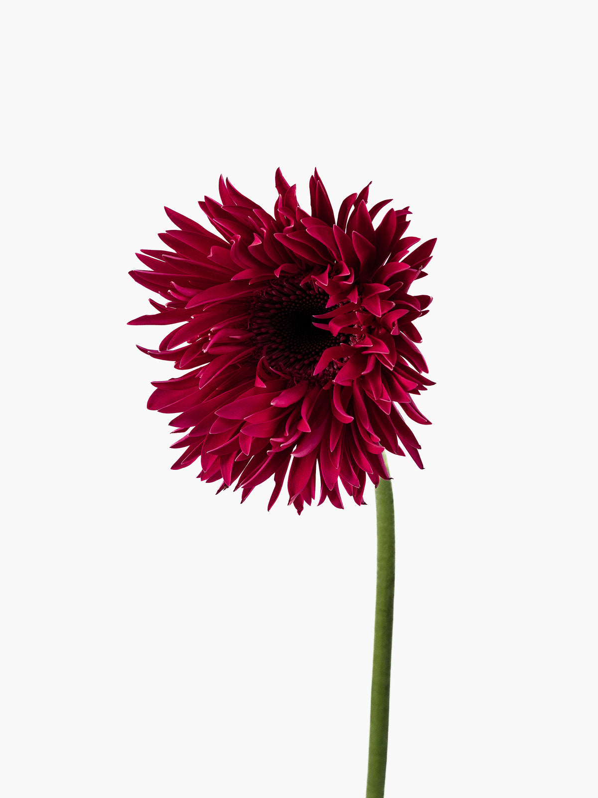Mini Gerbera Boost