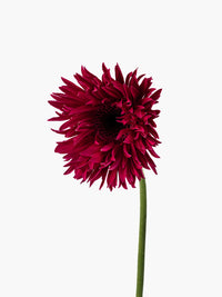 Mini Gerbera Boost