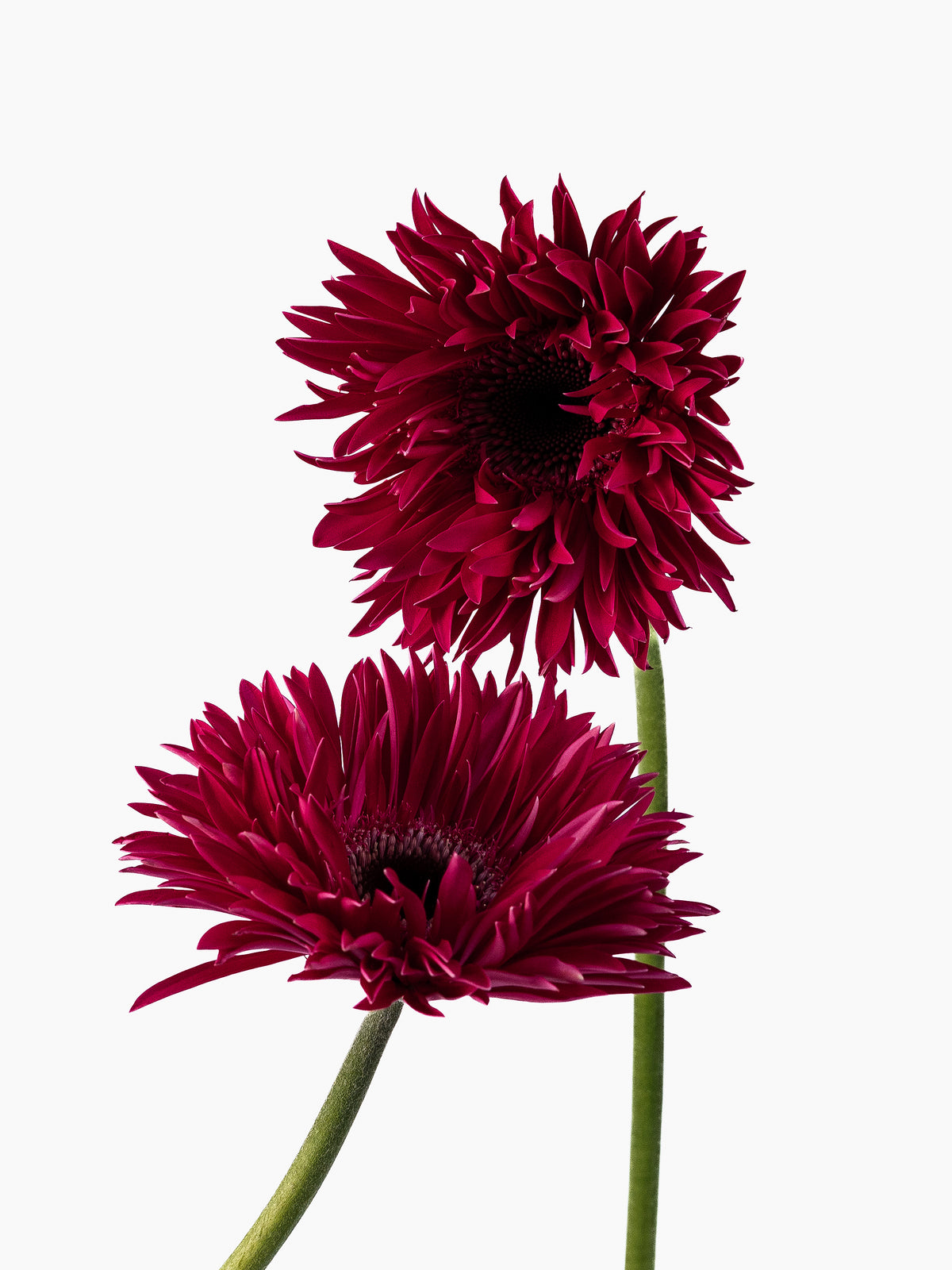 Mini Gerbera Boost