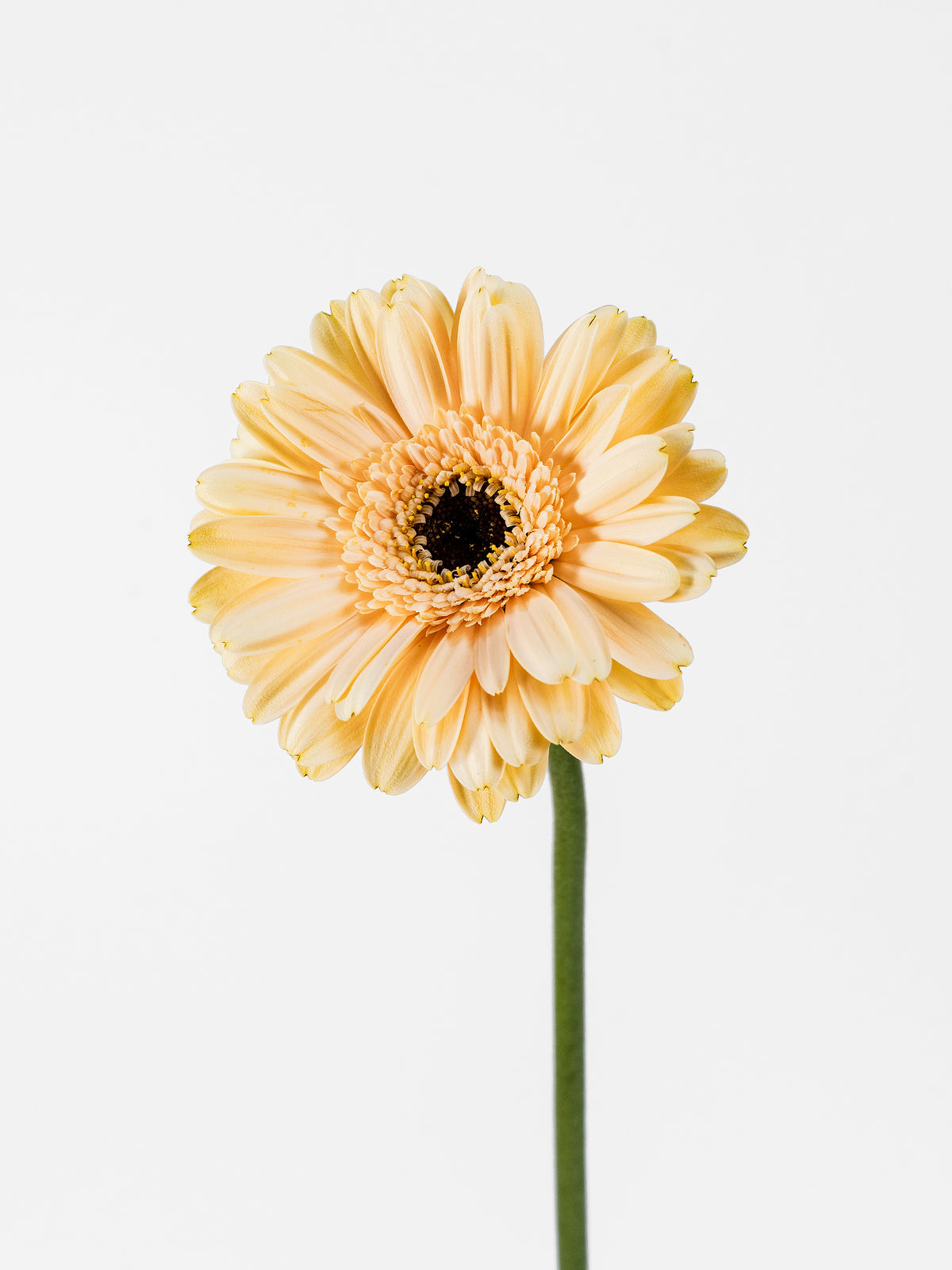 Mini Gerbera Café