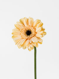 Mini Gerbera Café