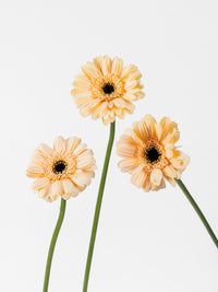 Mini Gerbera Café