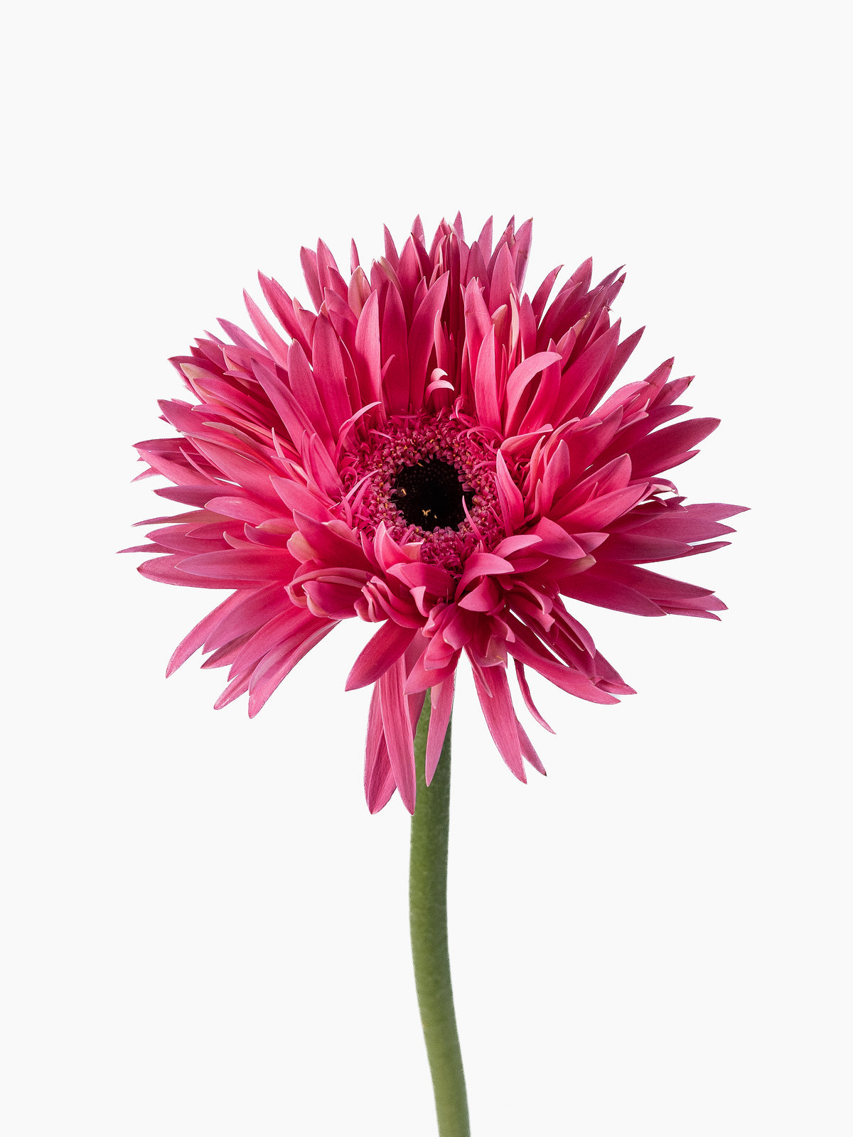 Mini Gerbera Amazing