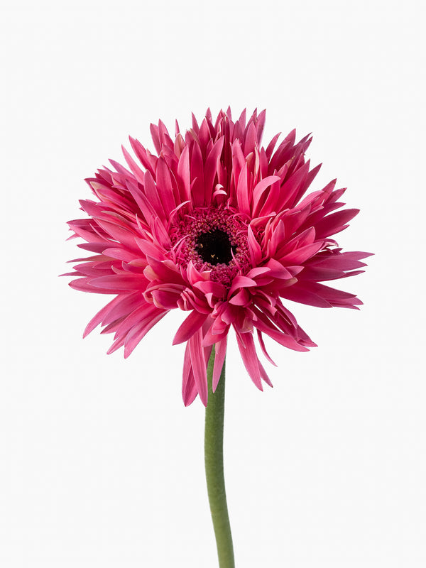 Mini Gerbera Amazing