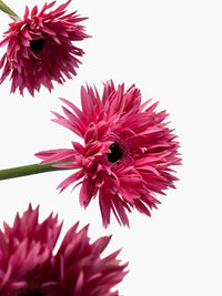 Mini Gerbera Amazing