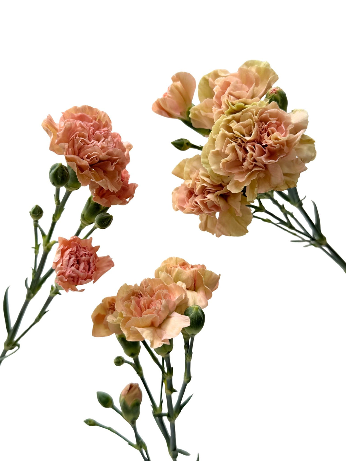 Mini Carnation Canela