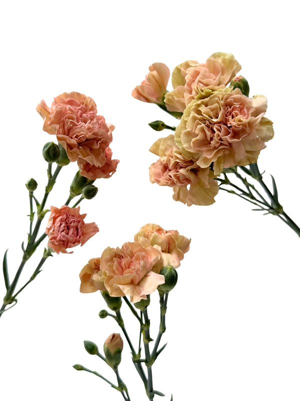 Mini Carnation Canela