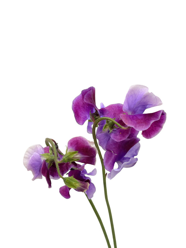 Sweet Pea Purple