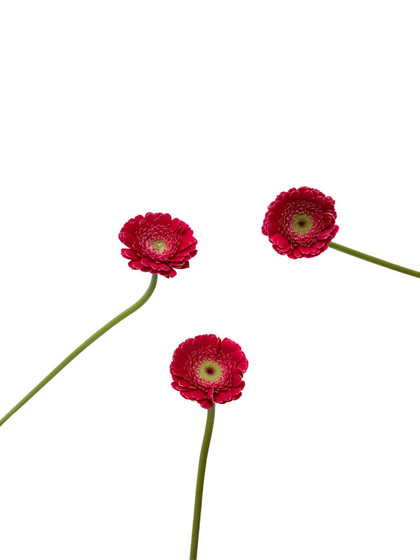 Gerbera Piccolini Ditella