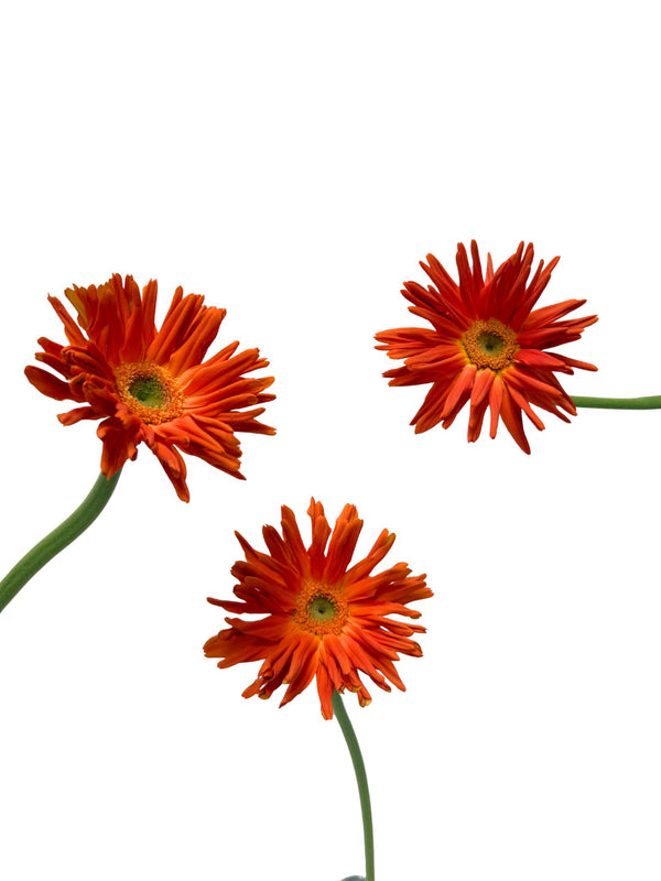 Mini Gerbera Marinara