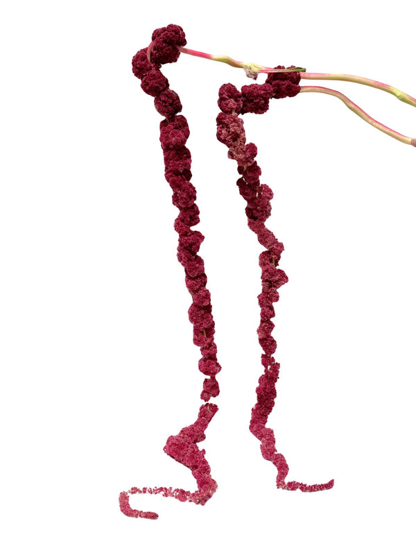 Amaranthus Ponytails Red
