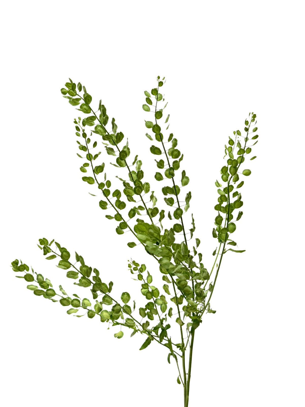 Field Pennycress