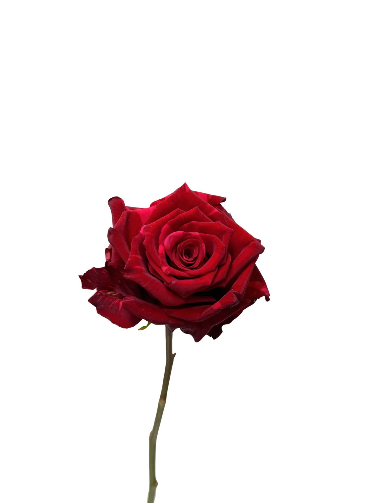Red Panther