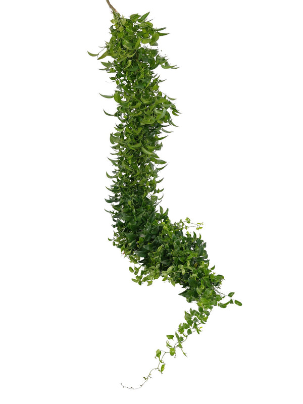Smilax