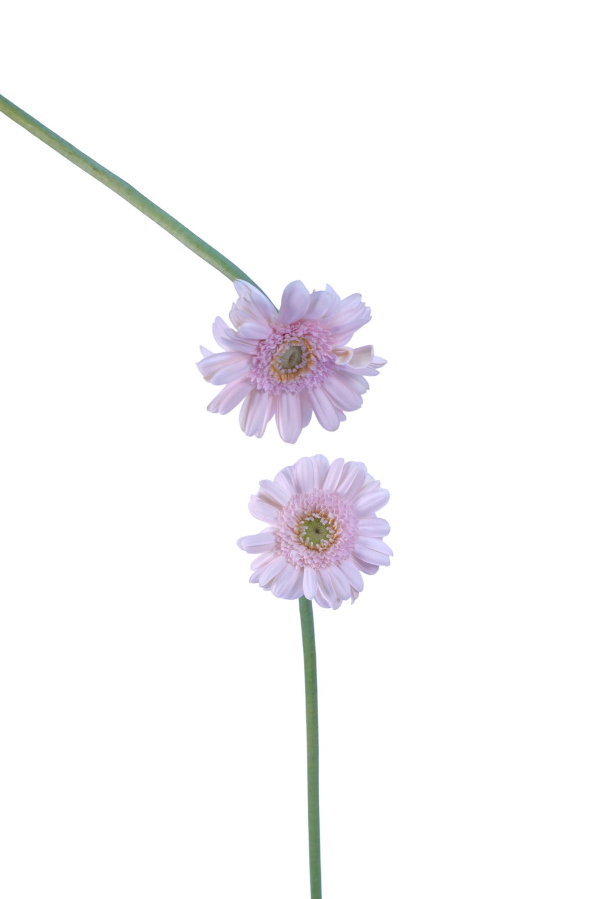 Mini Gerbera Bridal Kimsey