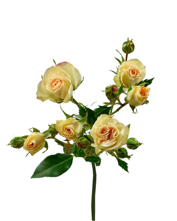 Lesbos Spray Rose