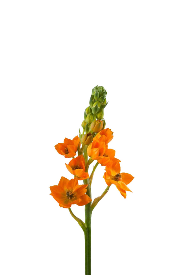 Dubium Orange