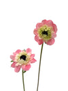 Anemone Levante Pink
