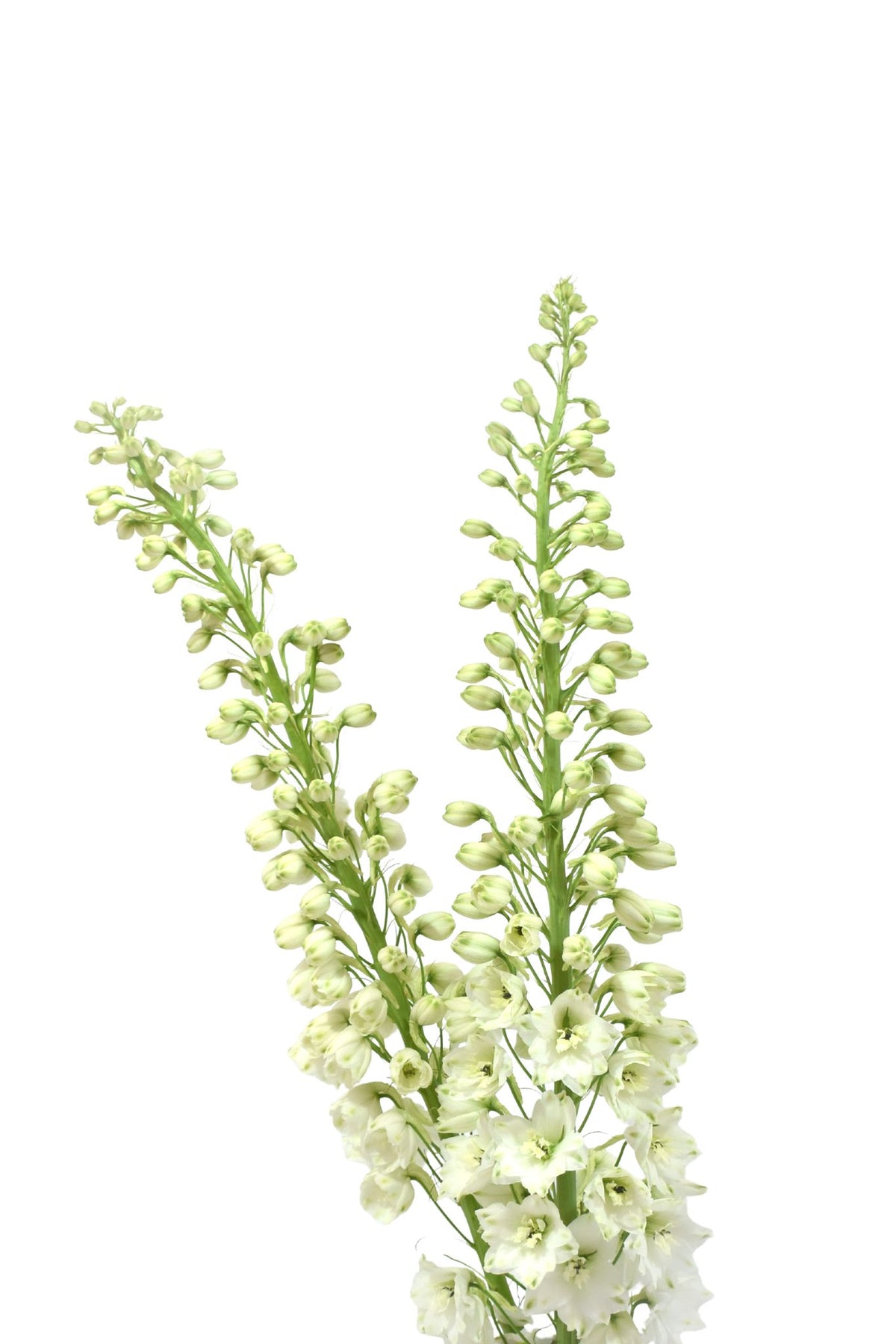 Delphinium White