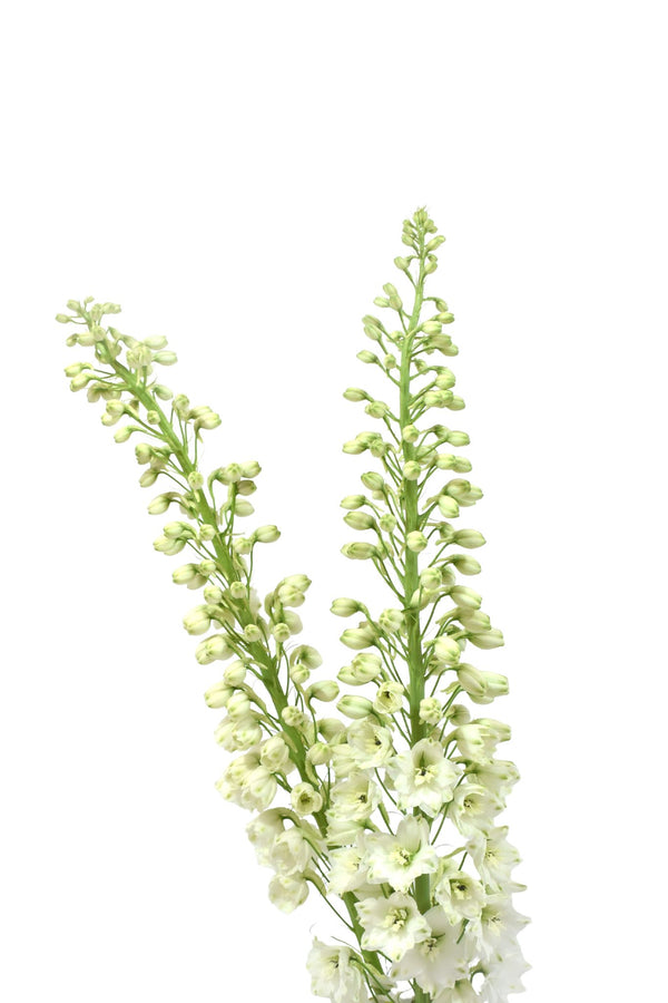 Delphinium White
