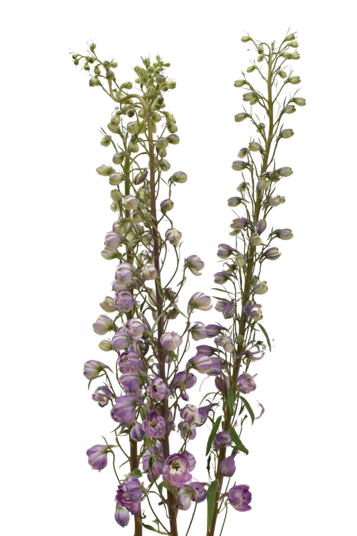 Delphinium Lavander